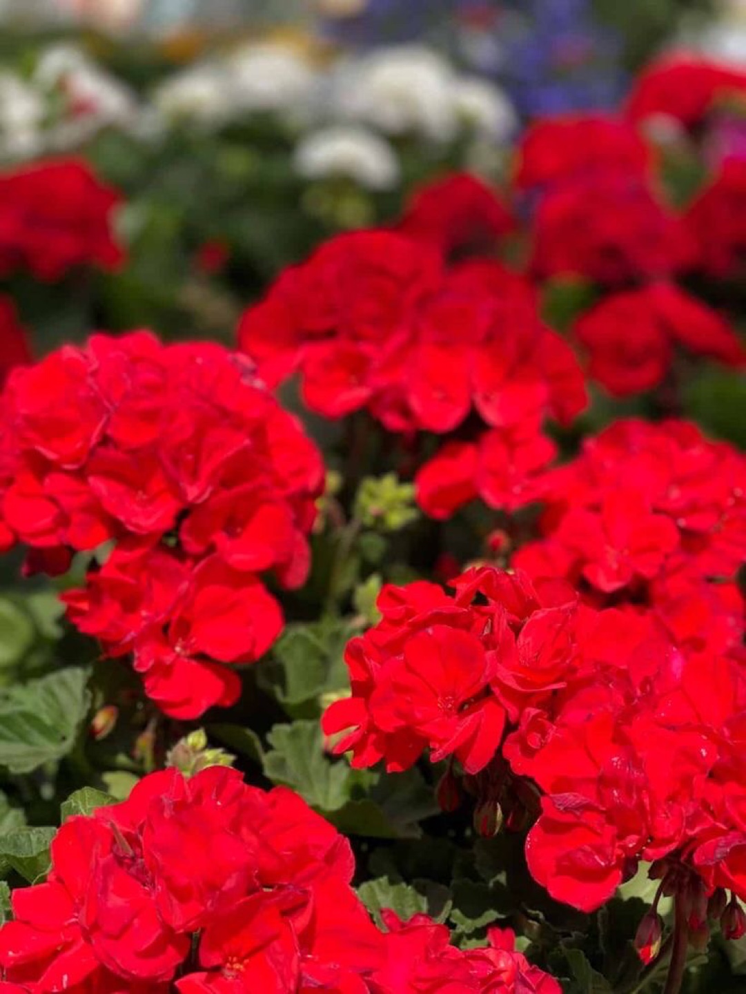 Vibrant Red Geraniums ready to plant