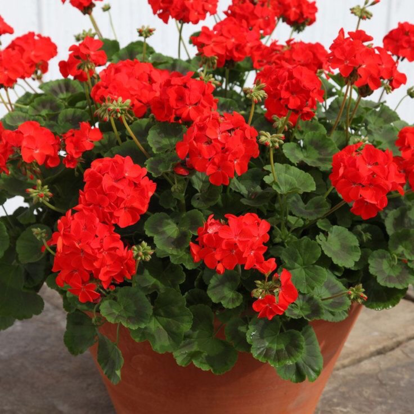 Vibrant Red Geraniums ready to plant - photo 2