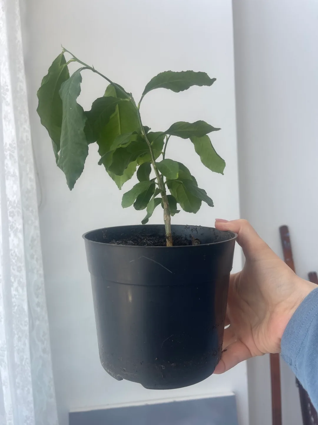 Meyer Lemon Tree Sapling thumbnail