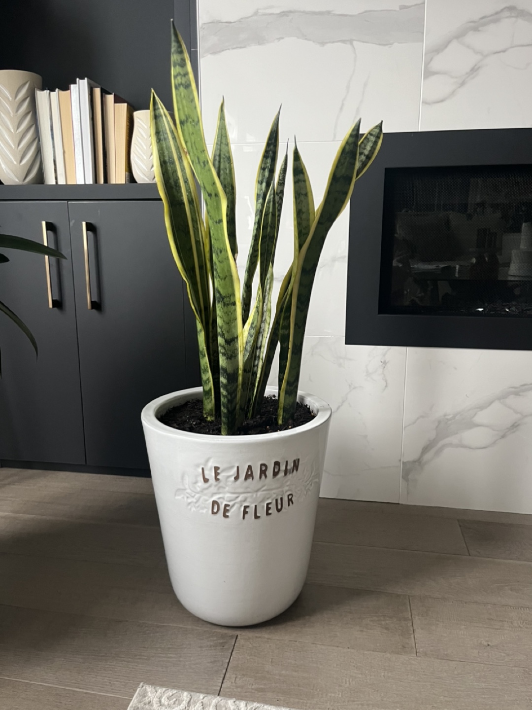 Large Snake Plant in White Pot