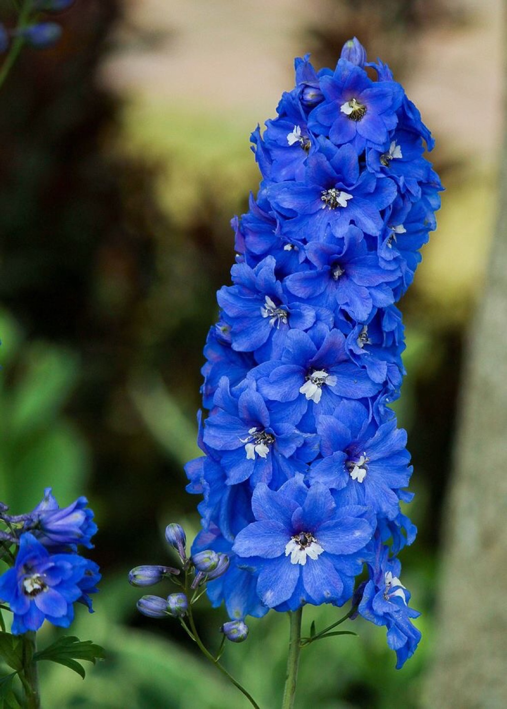 Ready to plant- delphiniums - photo 2
