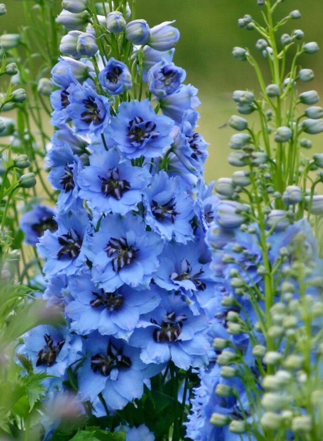 Ready to plant- delphiniums - photo 3