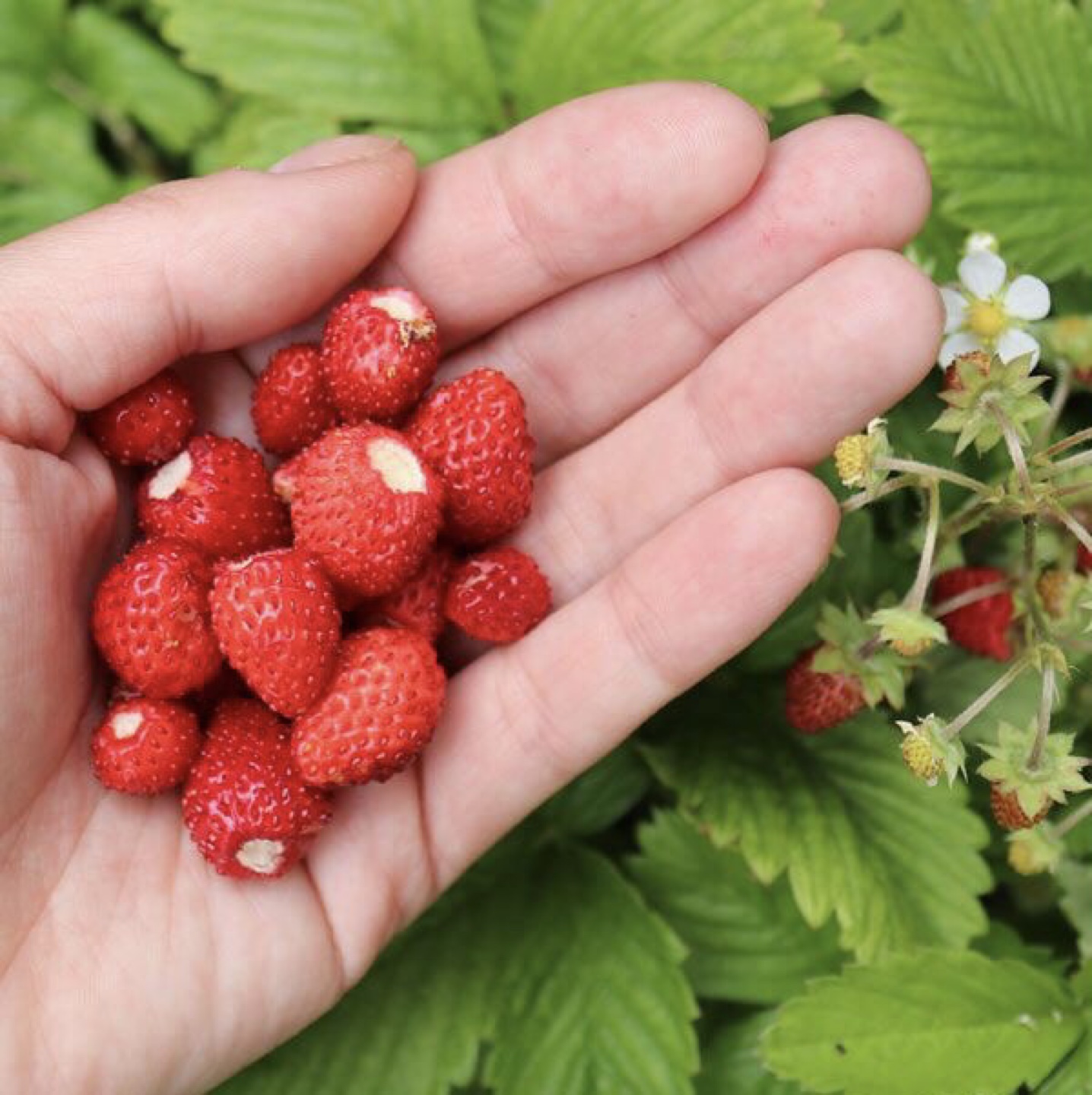 Wild Strawberry 🍓 seedlings - ready to plant ! - photo 2