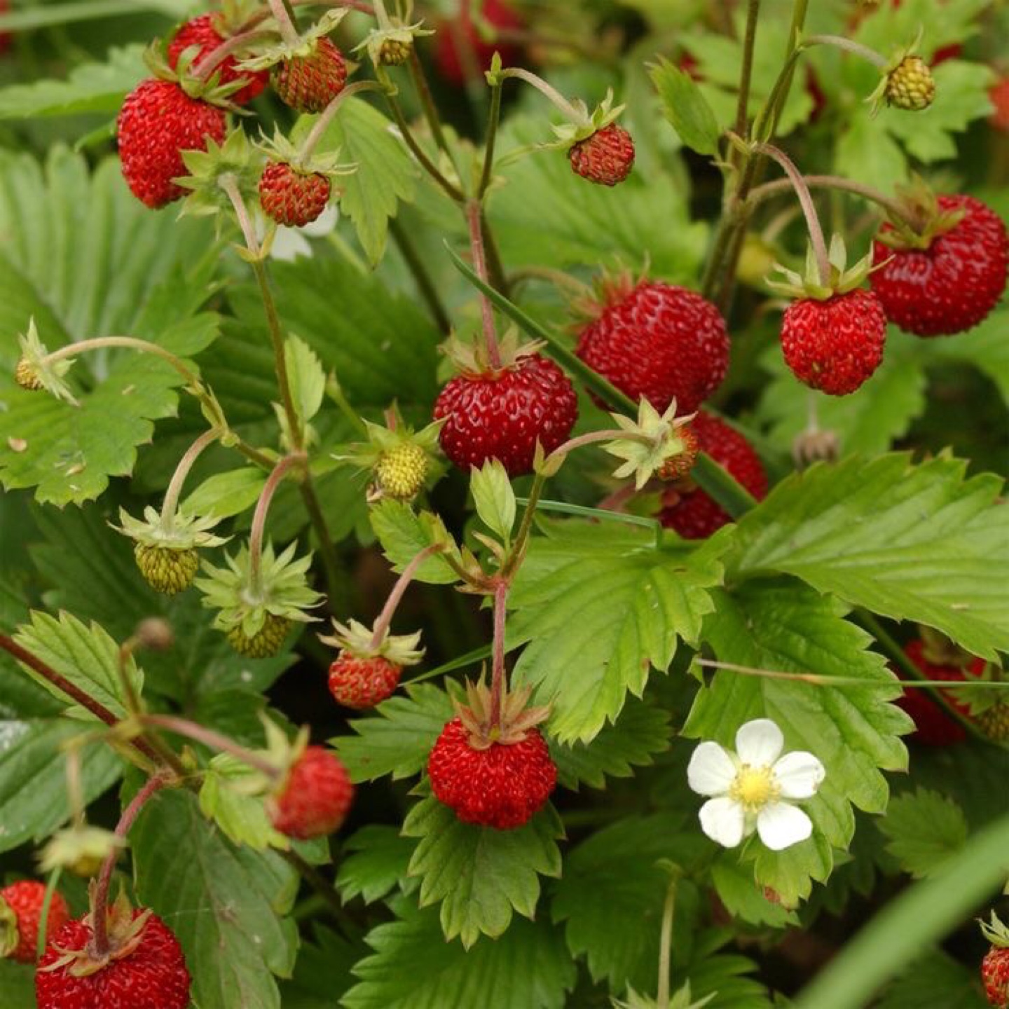 Wild Strawberry 🍓 seedlings - ready to plant !
