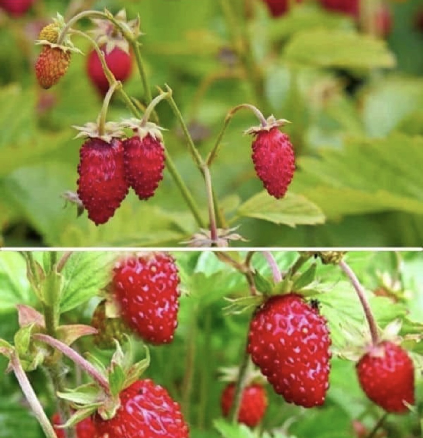 Wild Strawberry 🍓 seedlings - ready to plant ! - photo 3