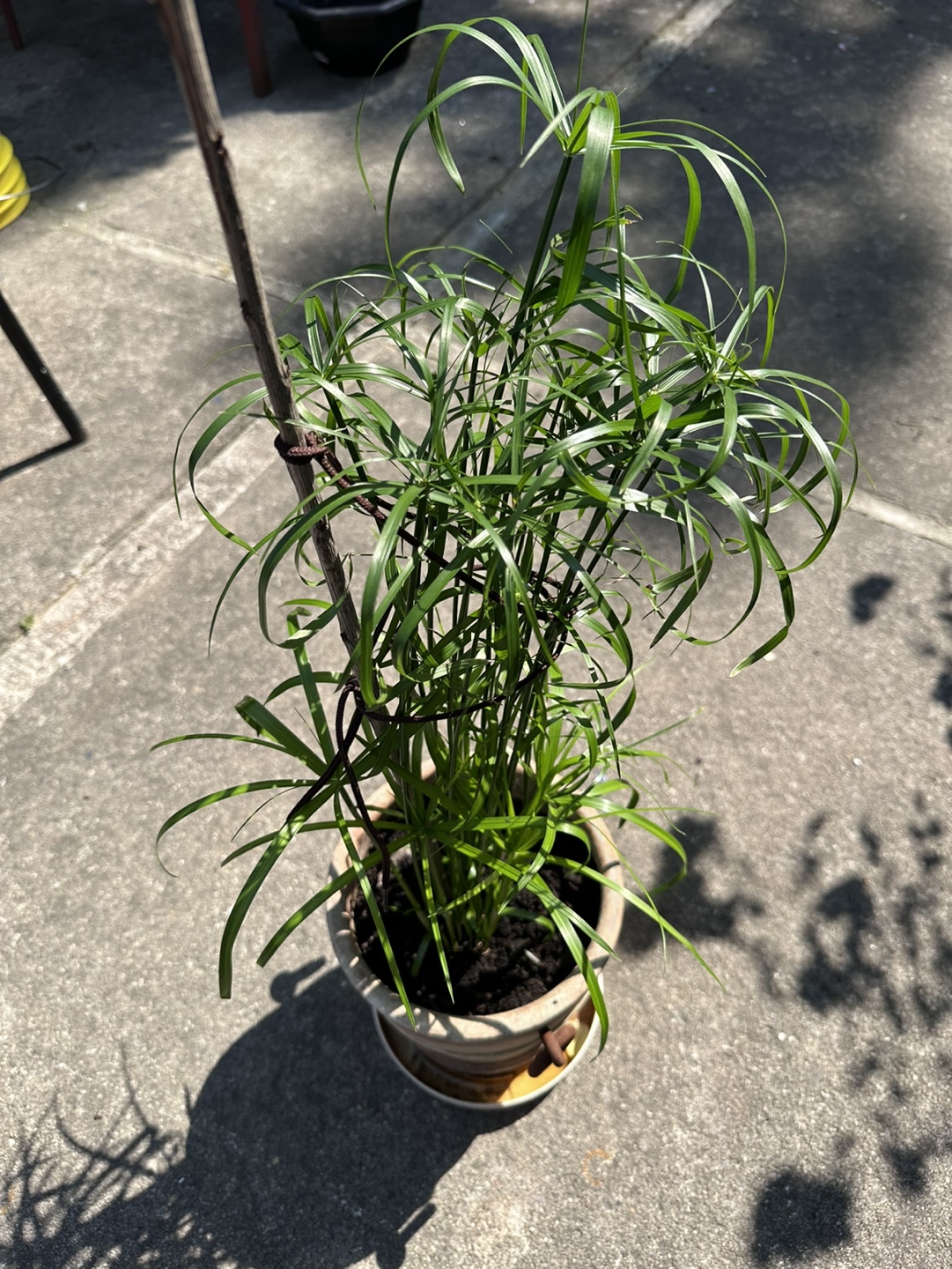 Potted Cyperus papyrus plant