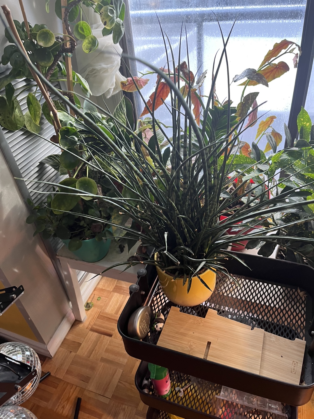 Sansevieria cylindrica plant in yellow pot