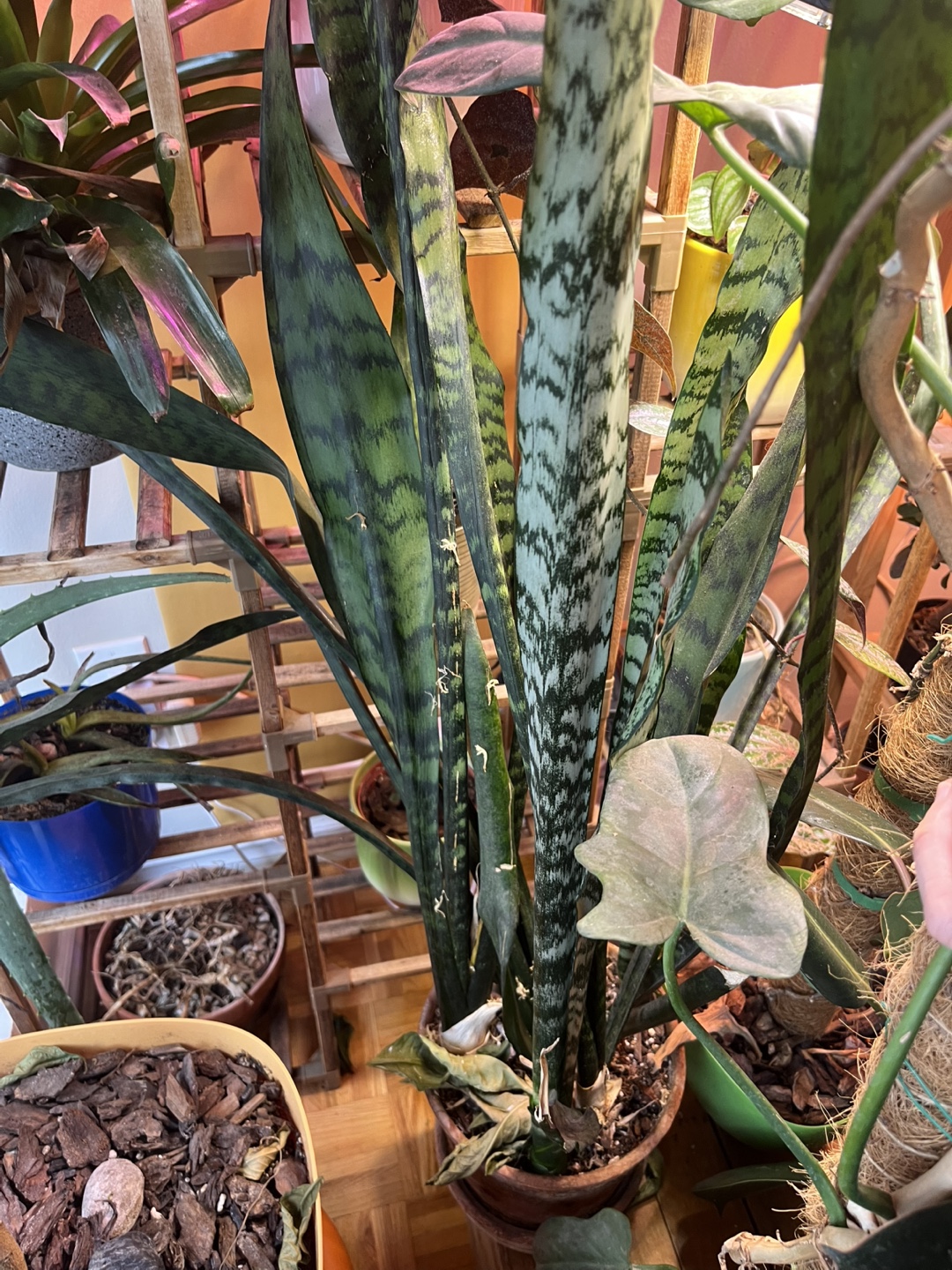 Sansevieria trifasciata Snake Plant