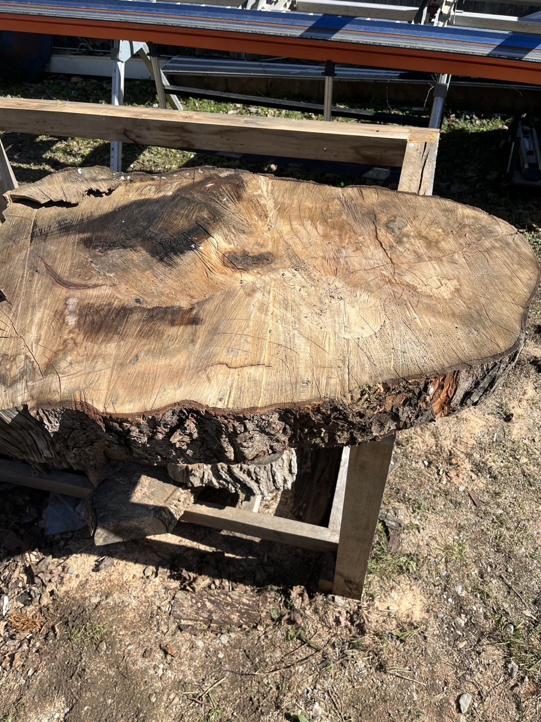 Large Live Edge Ash Wood Slab - Perfect for Tabletop!