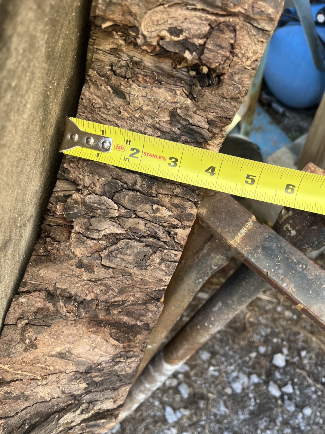 Large Live Edge Ash Wood Slab - Perfect for Tabletop! - photo 5