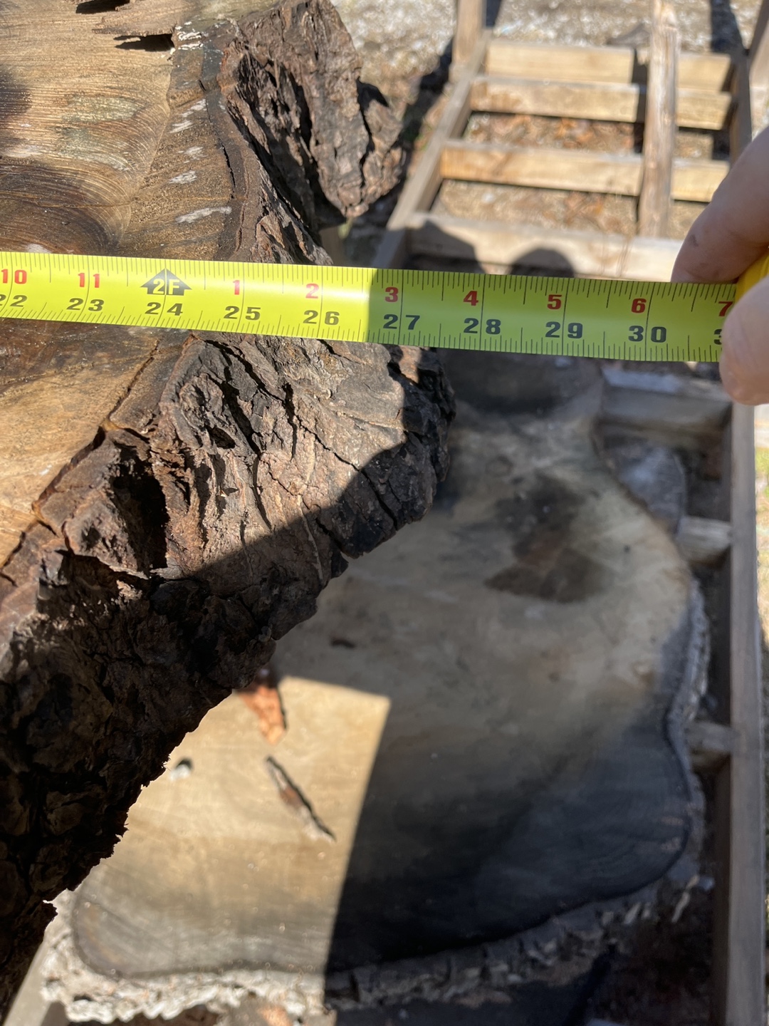 Large Live Edge Ash Wood Slab - Perfect for Tabletop! - photo 3