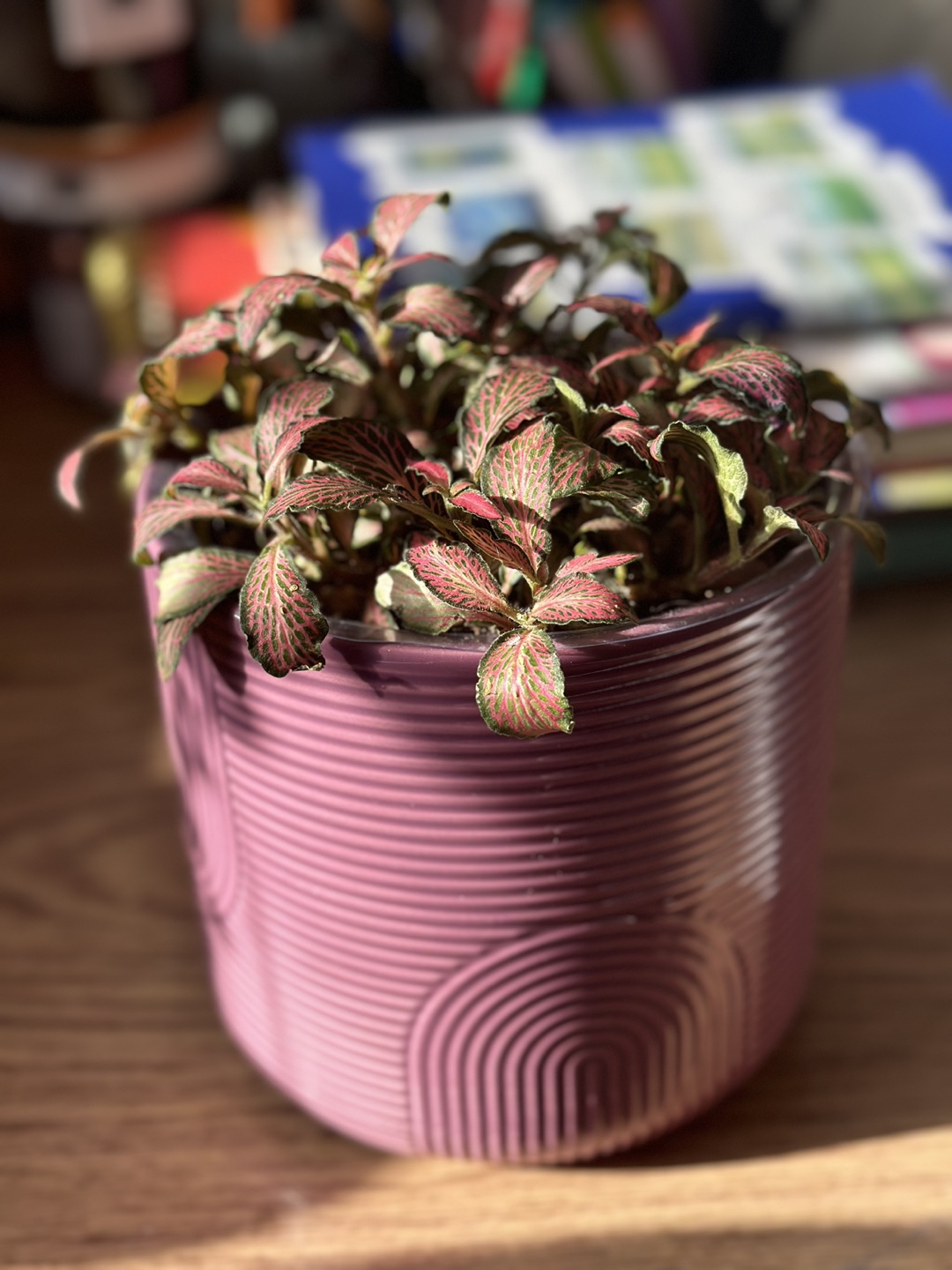 Pink Fittonia Plant in Decorative Pot