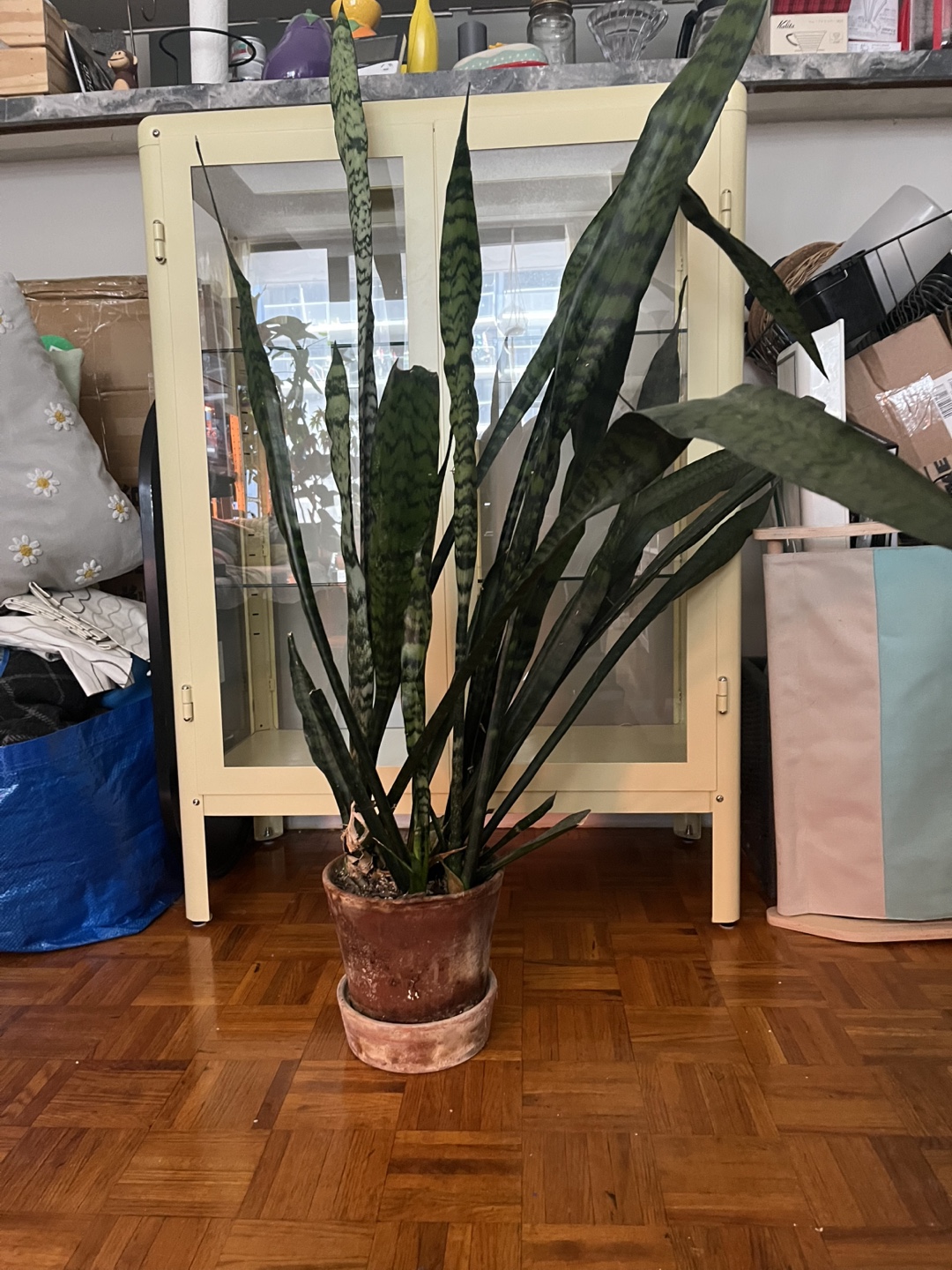 Sansevieria trifasciata Snake Plant - photo 2