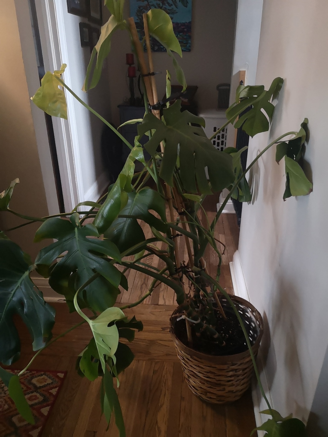 Large Monstera deliciosa plant - photo 3