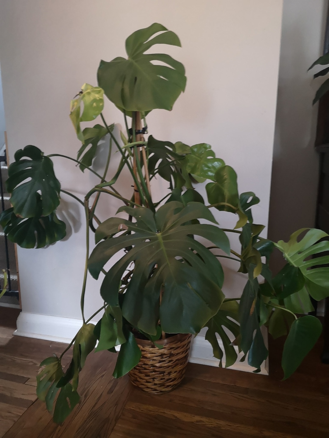 Large Monstera deliciosa plant - photo 2