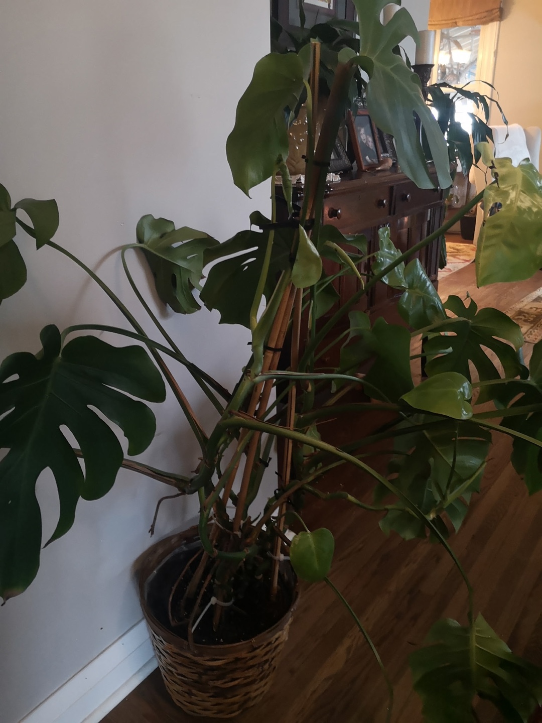 Large Monstera deliciosa plant