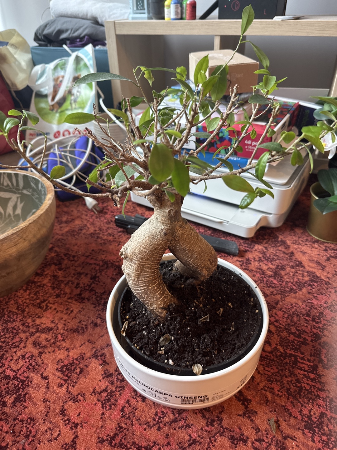 Ficus Microcarpa Ginseng Bonsai Tree