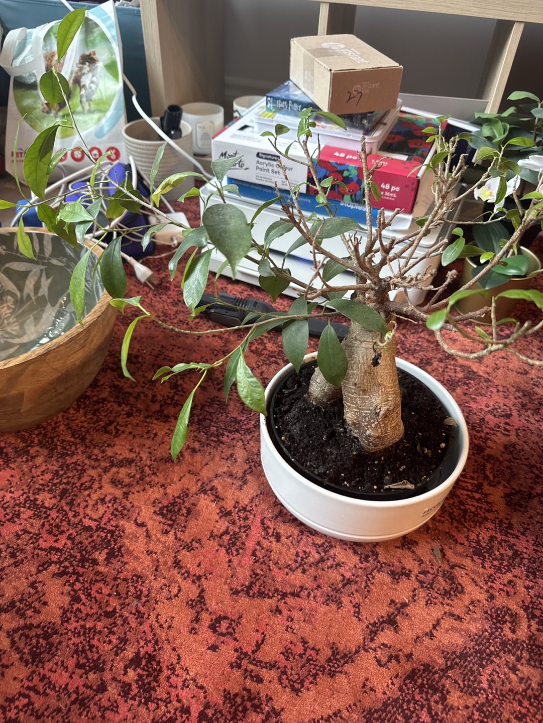 Ficus Microcarpa Ginseng Bonsai Tree - photo 2