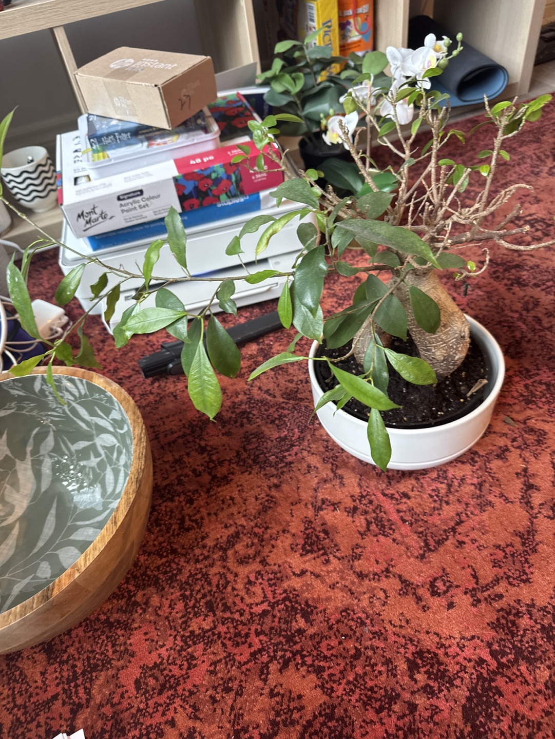 Ficus Microcarpa Ginseng Bonsai Tree - photo 3