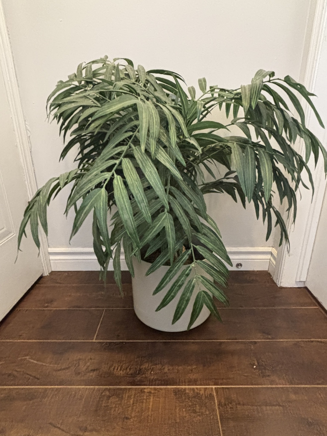 Large potted Parlour Palm