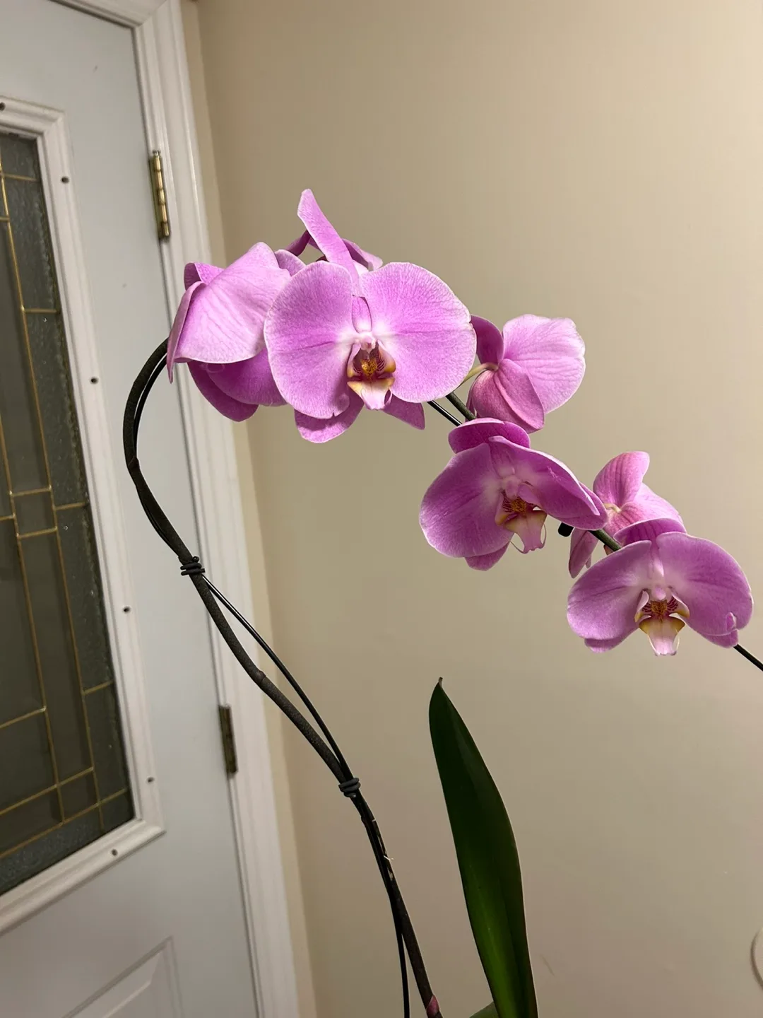 Beautiful Pink Phalaenopsis Orchid image indicator(2)