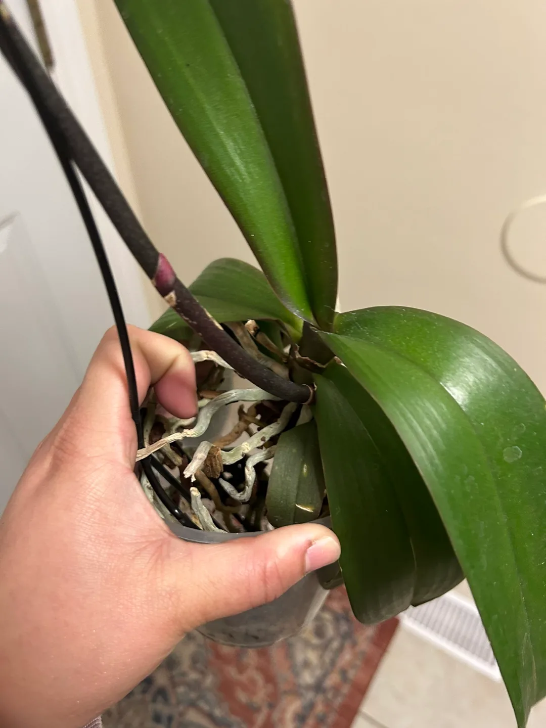 Beautiful Pink Phalaenopsis Orchid image indicator(3)