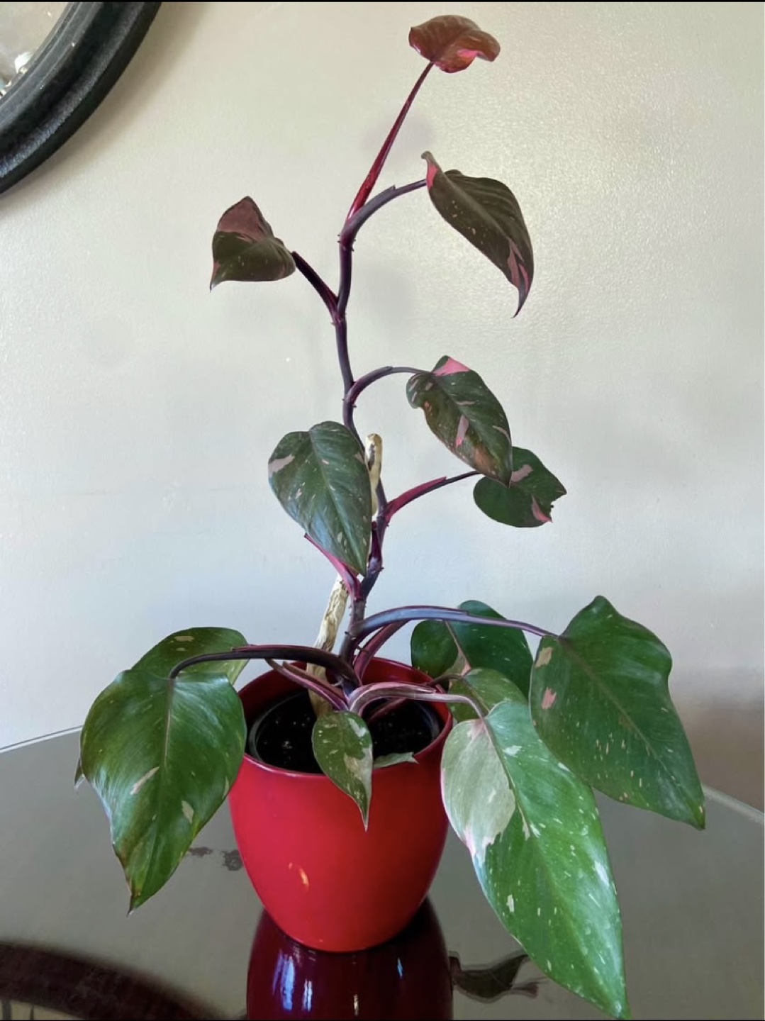Philodendron Pink Princess