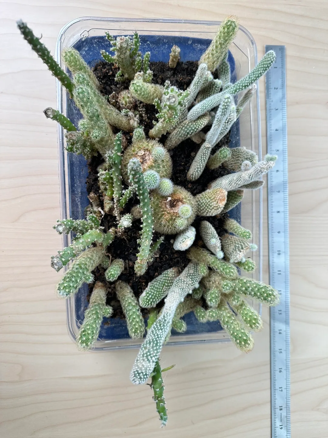 #Freecycle / Cactus Collection thumbnail