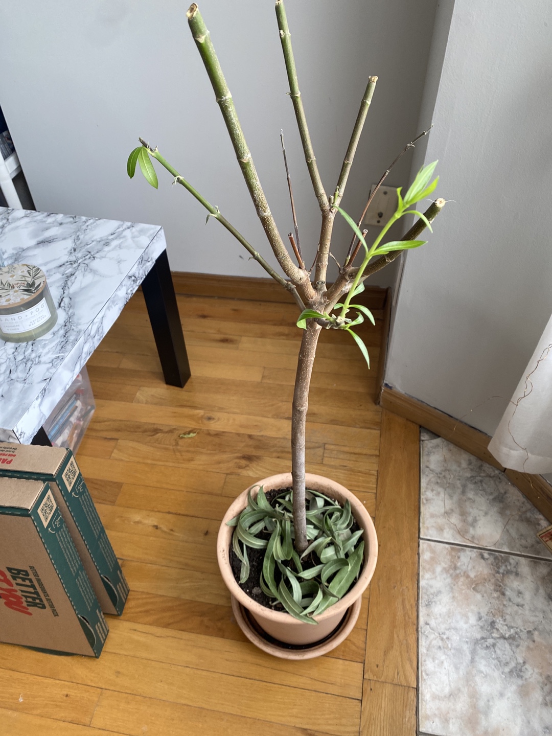Regrowing Laurel Plant in pot #freecycle