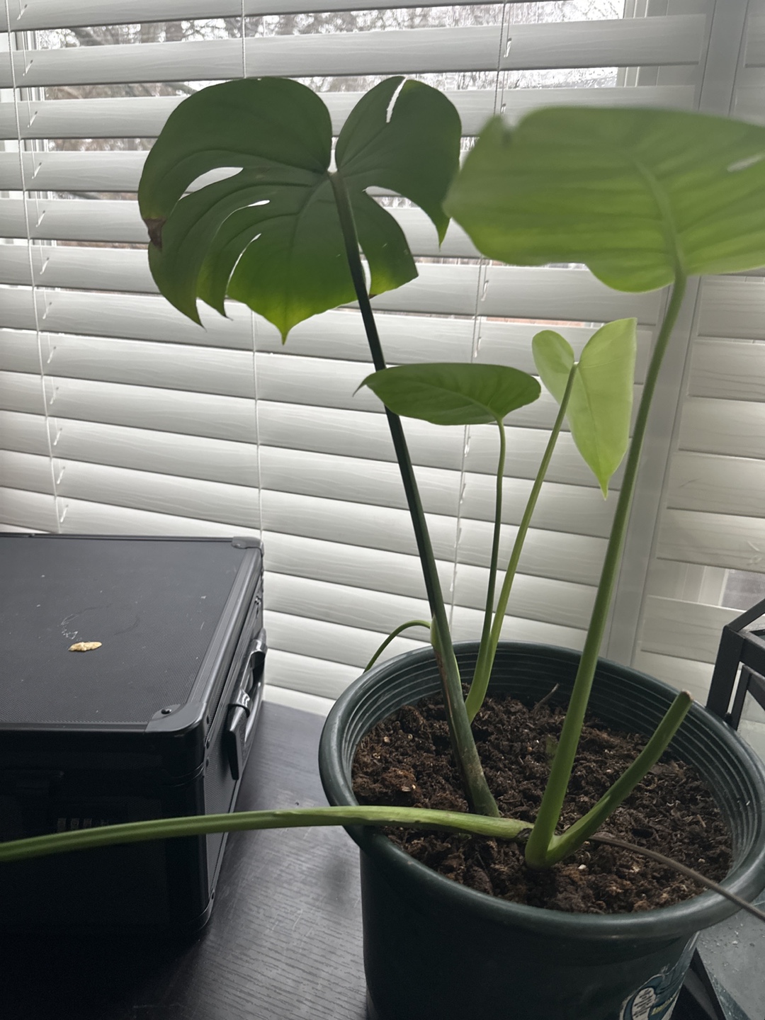 Monstera deliciosa plant