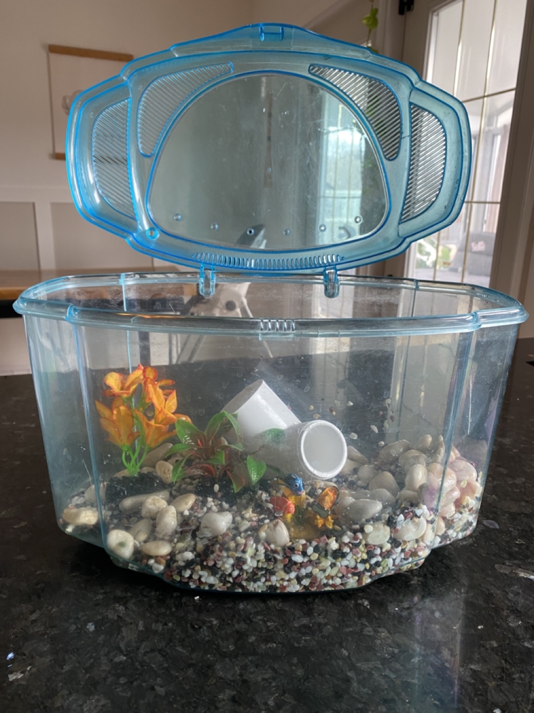 Small Fish Tank with Decorations