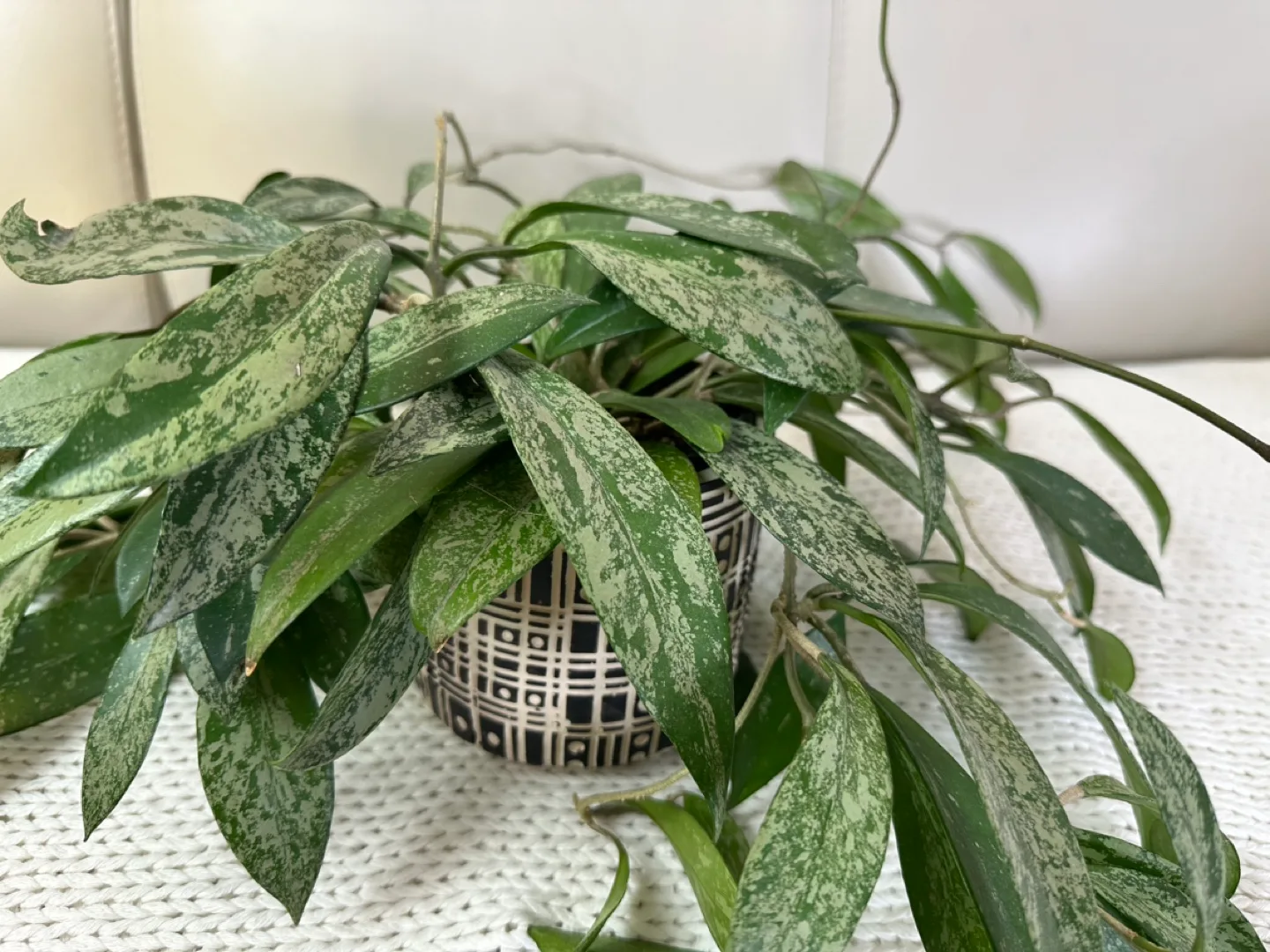 🌸 Black & Beige Geometric Patterned Planter #freecycle image indicator(5)