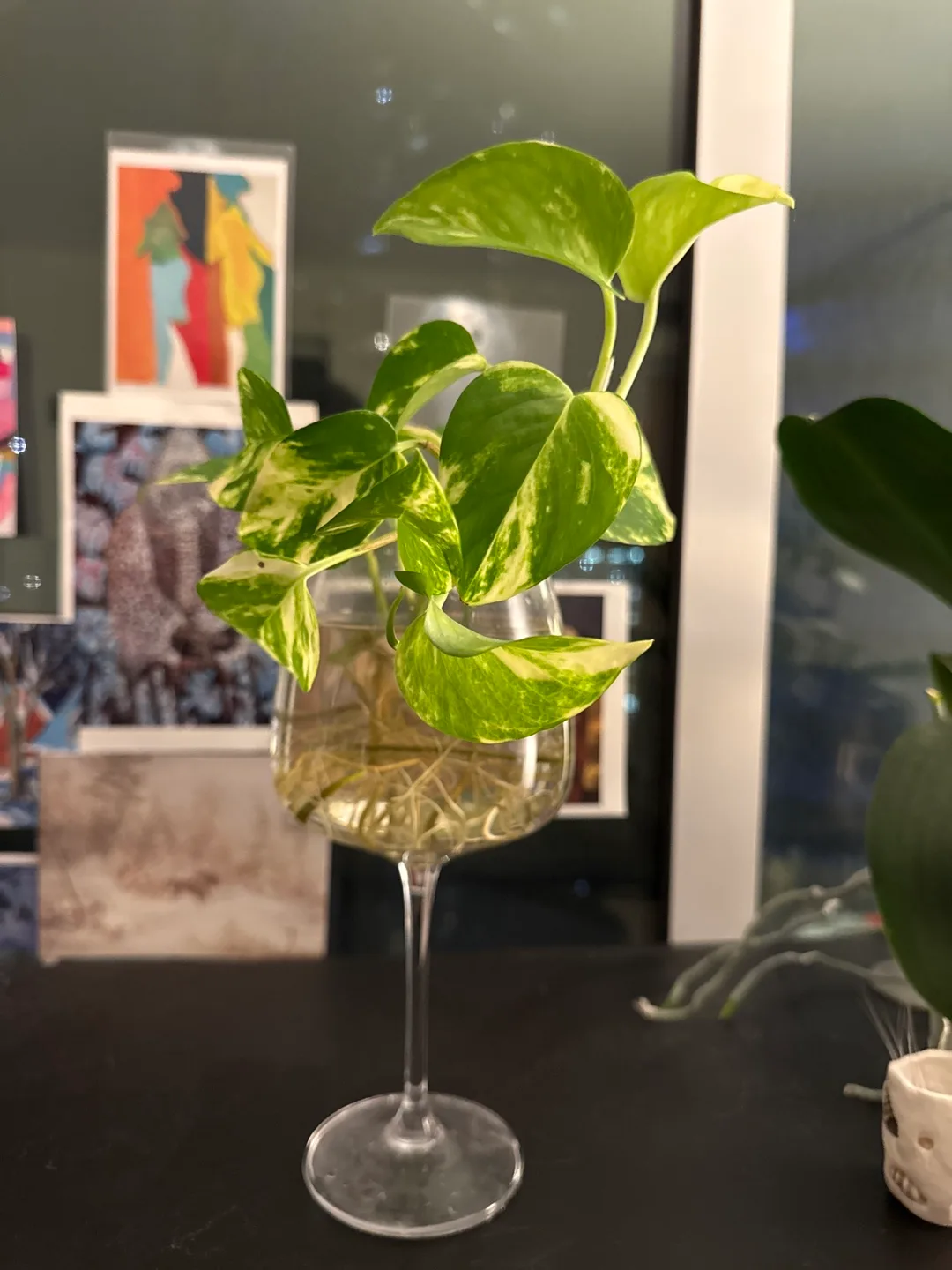 Golden Pothos Cutting in Water image indicator(2)