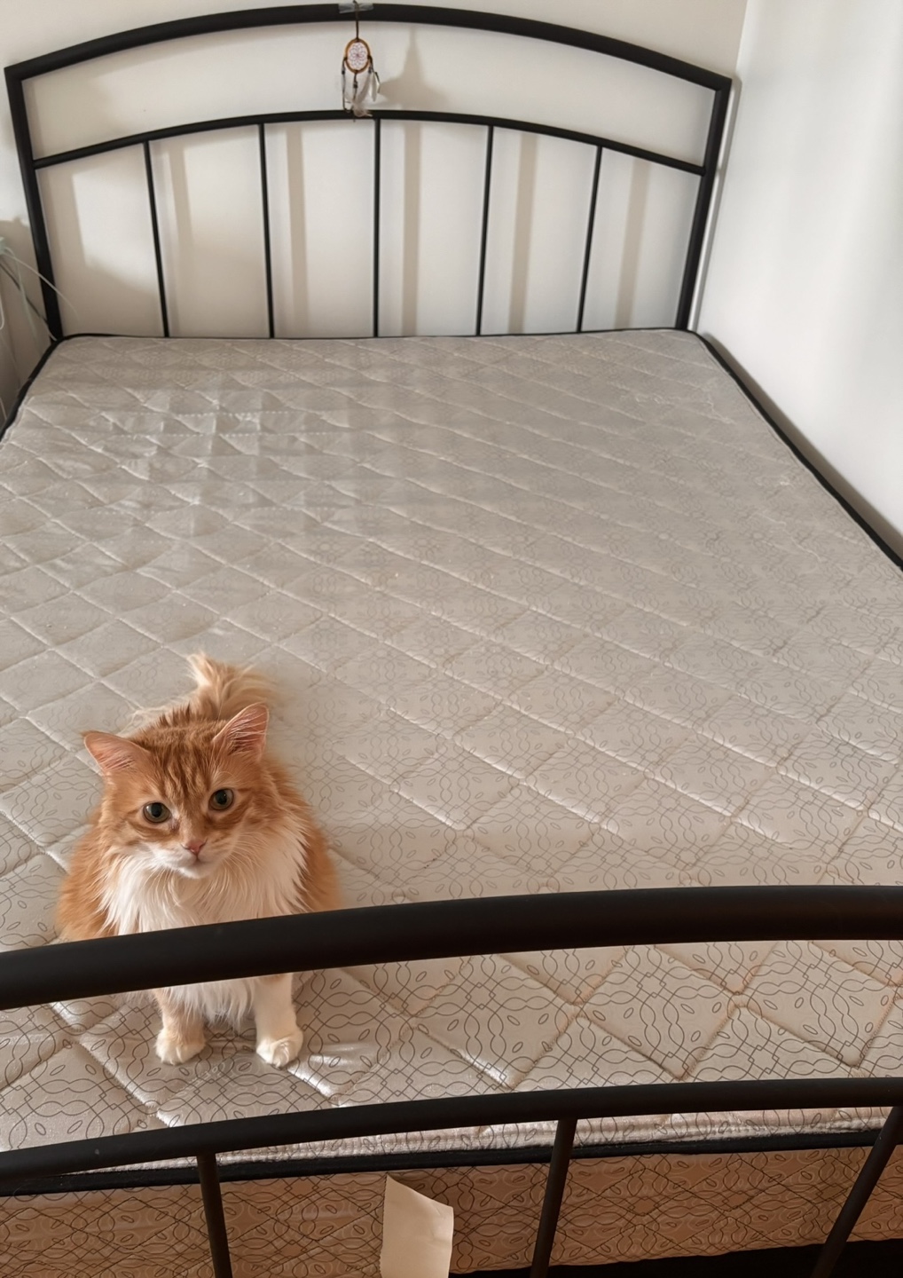 ***IMMEDIATE PICKUP**Disassembled Bed Frame,Mattress,Box - photo 2