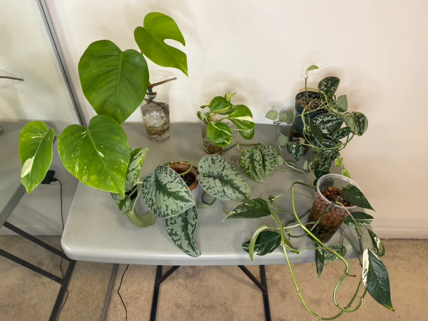 Plant bundle thumbnail