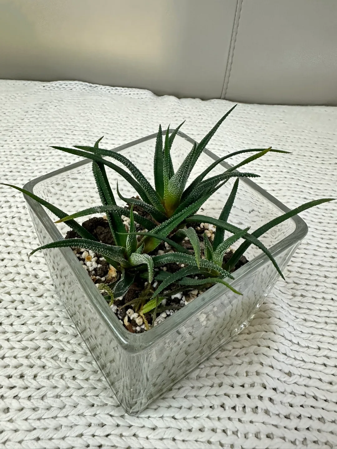 Haworthia in Glass Cube Planter image indicator(2)