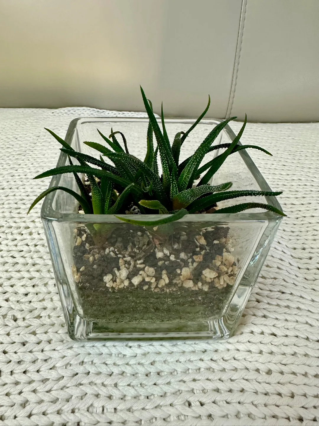 Haworthia in Glass Cube Planter image indicator(3)