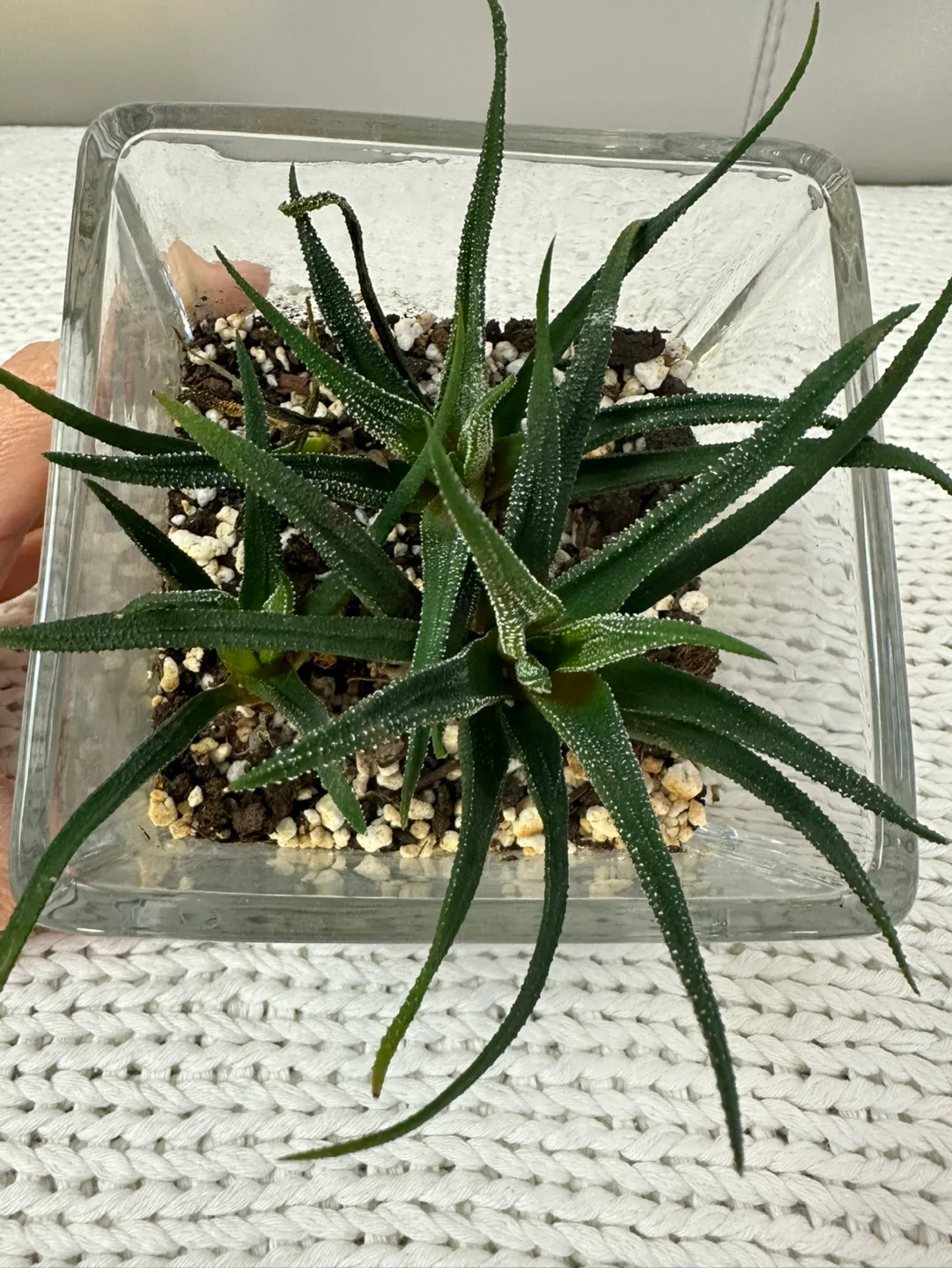 Haworthia in Glass Cube Planter image indicator(6)