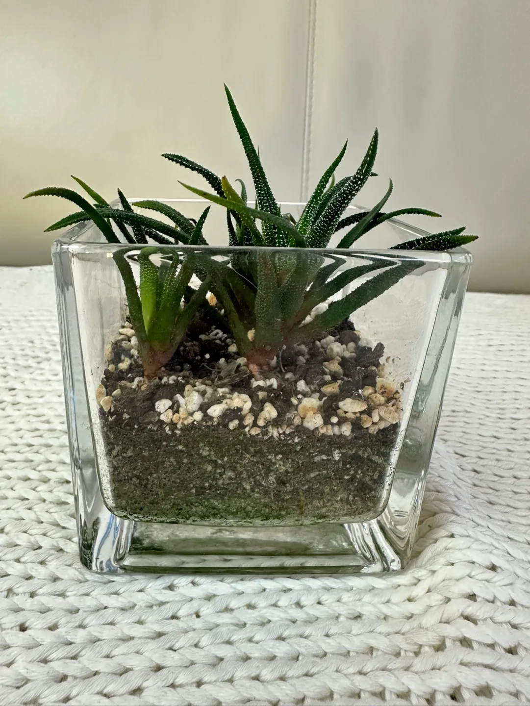Haworthia in Glass Cube Planter image indicator(4)