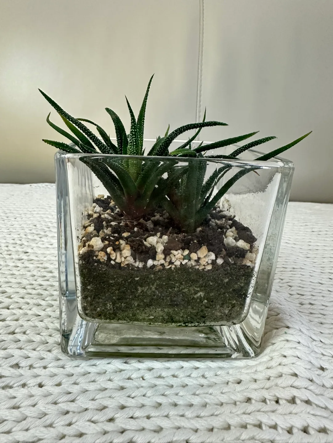 Haworthia in Glass Cube Planter image indicator(5)