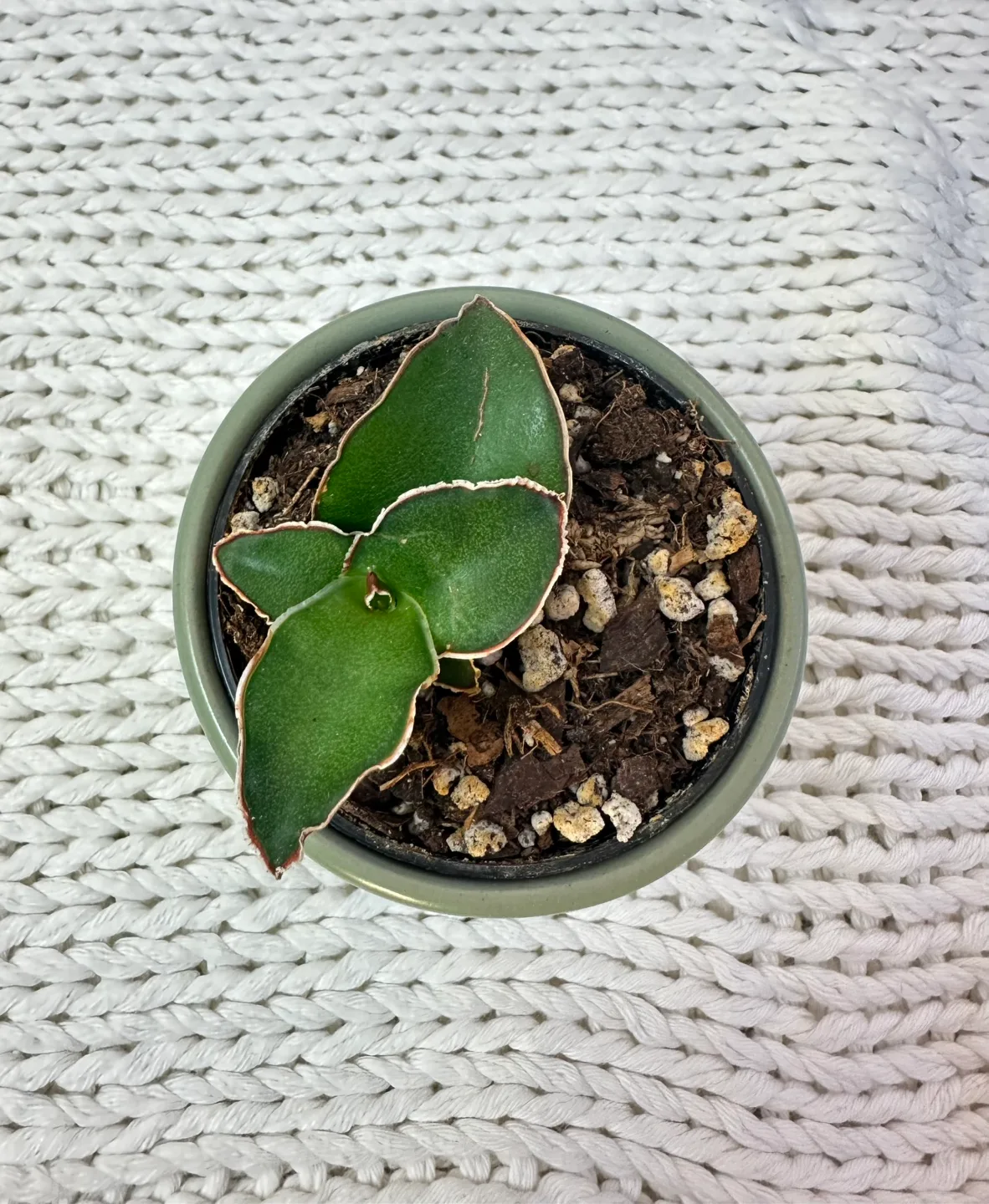 Rare Sansevieria Thunb Liliaceae Eagle Beak Snake plant 2” pot image indicator(3)