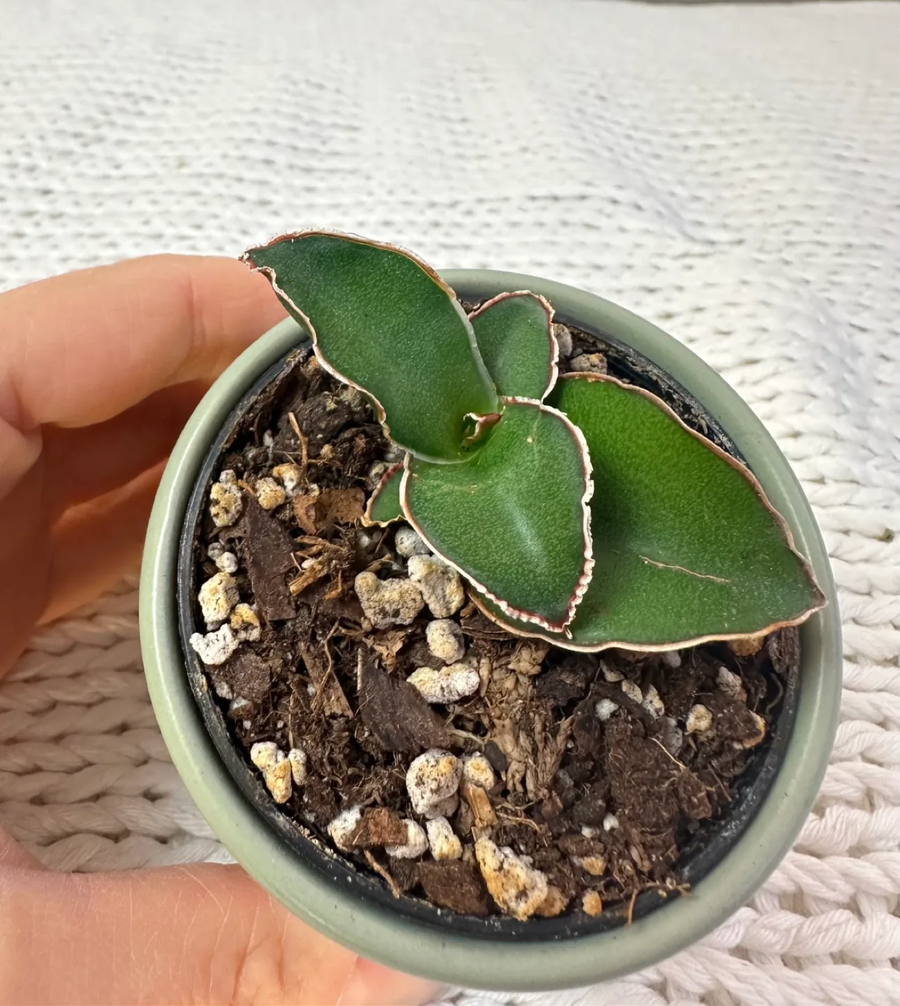 Rare Sansevieria Thunb Liliaceae Eagle Beak Snake plant 2” pot image indicator(2)