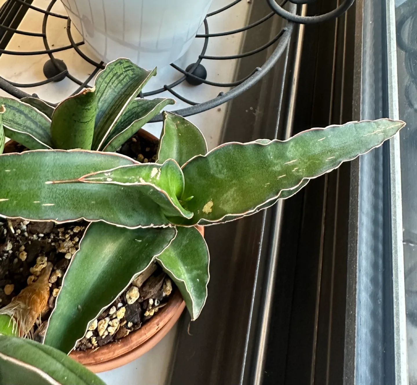 Rare Sansevieria Thunb Liliaceae Eagle Beak Snake plant 2” pot image indicator(5)