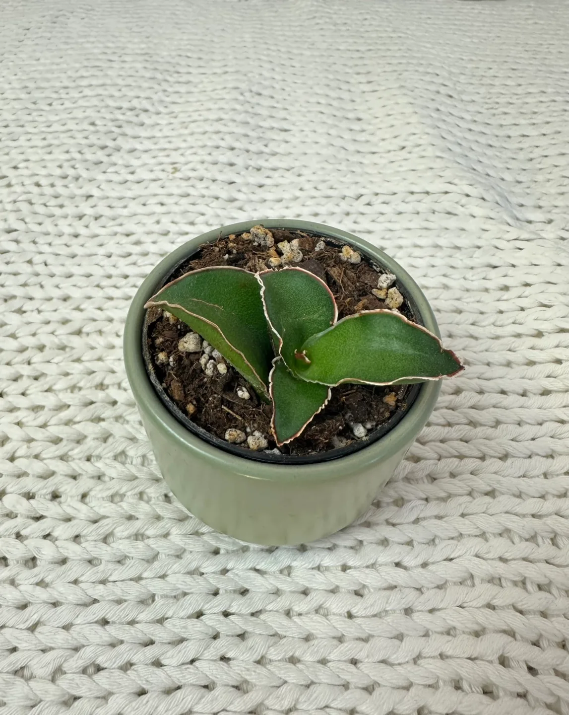 Rare Sansevieria Thunb Liliaceae Eagle Beak Snake plant 2” pot image indicator(4)