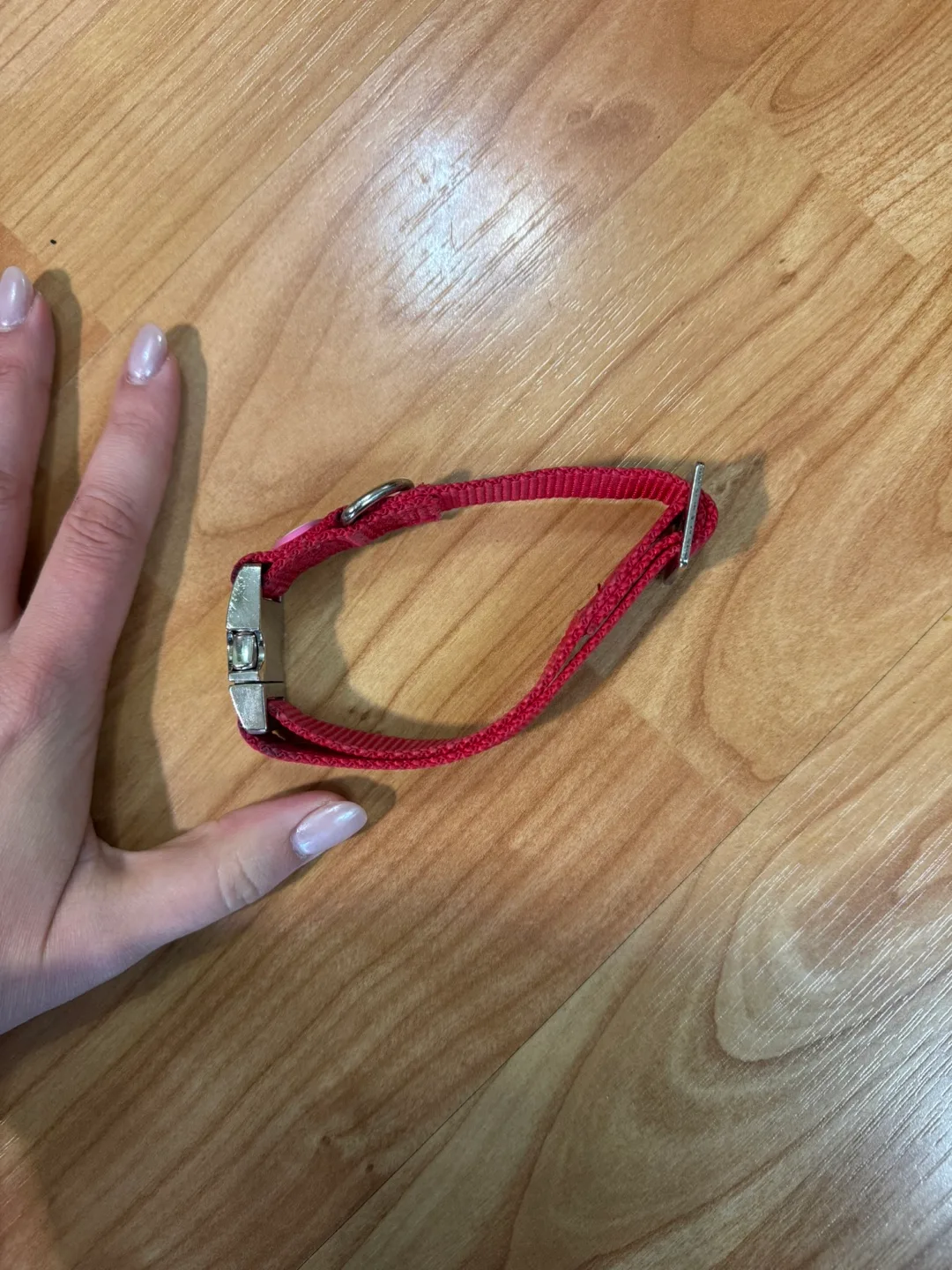 Red Dog Collar with Silver Buckle image indicator(3)