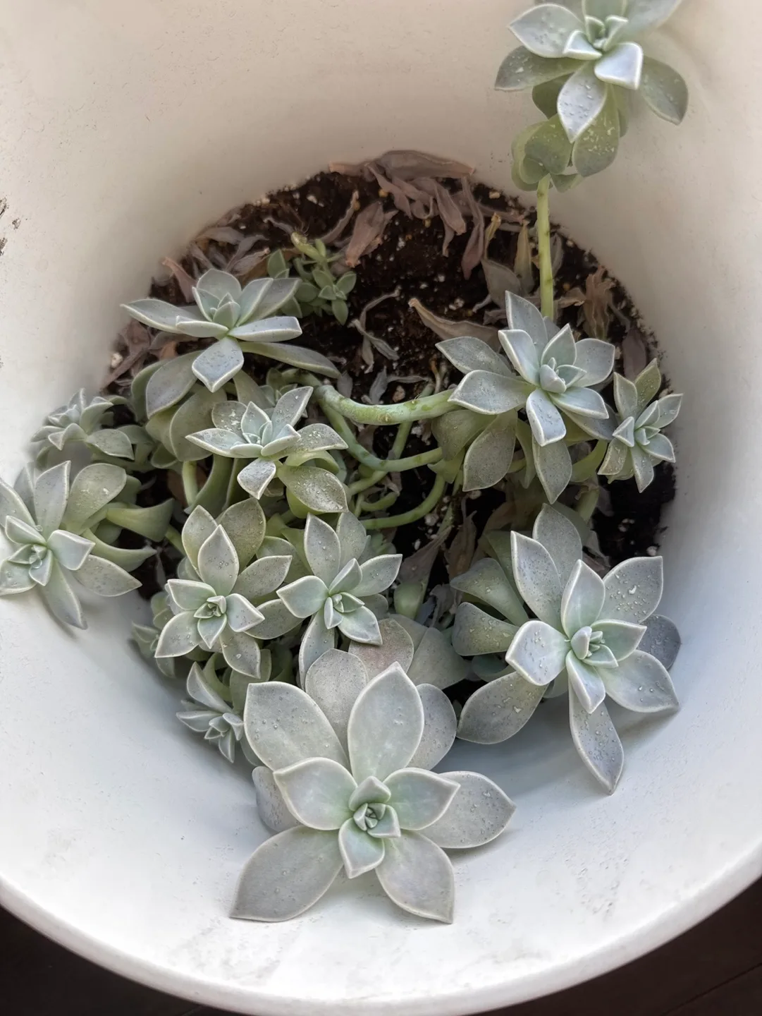 Succulent Plants thumbnail