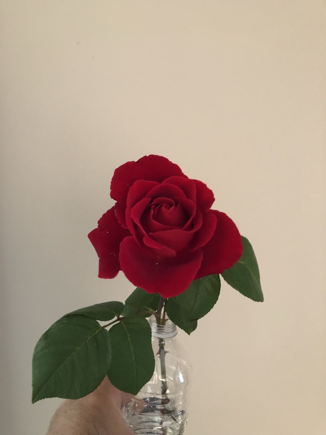 Red long stem hybrid rose bush - photo 2