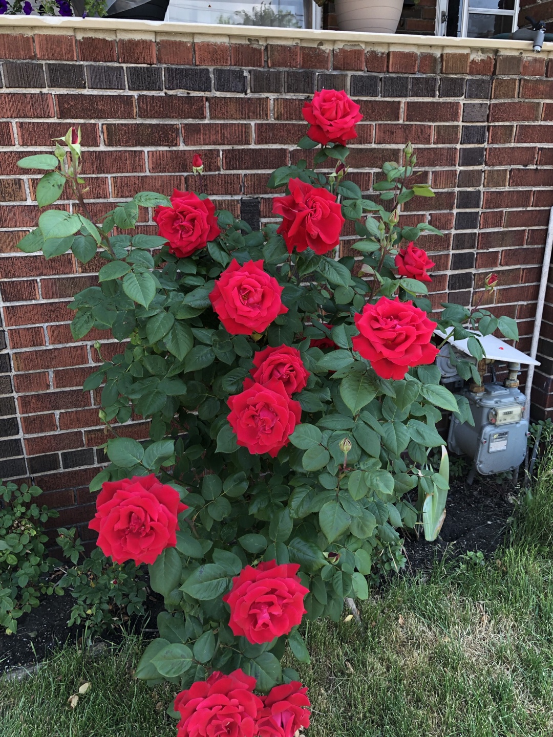Red long stem hybrid rose bush