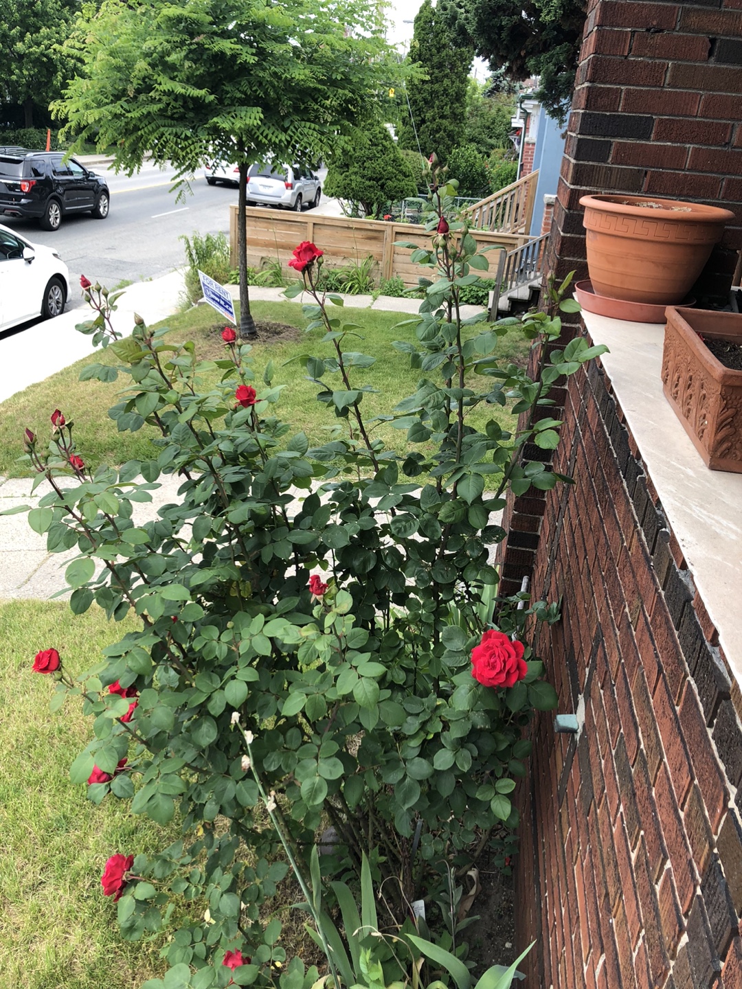 Red long stem hybrid rose bush - photo 4