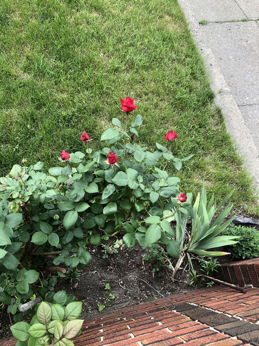 Red long stem hybrid rose bush - photo 3